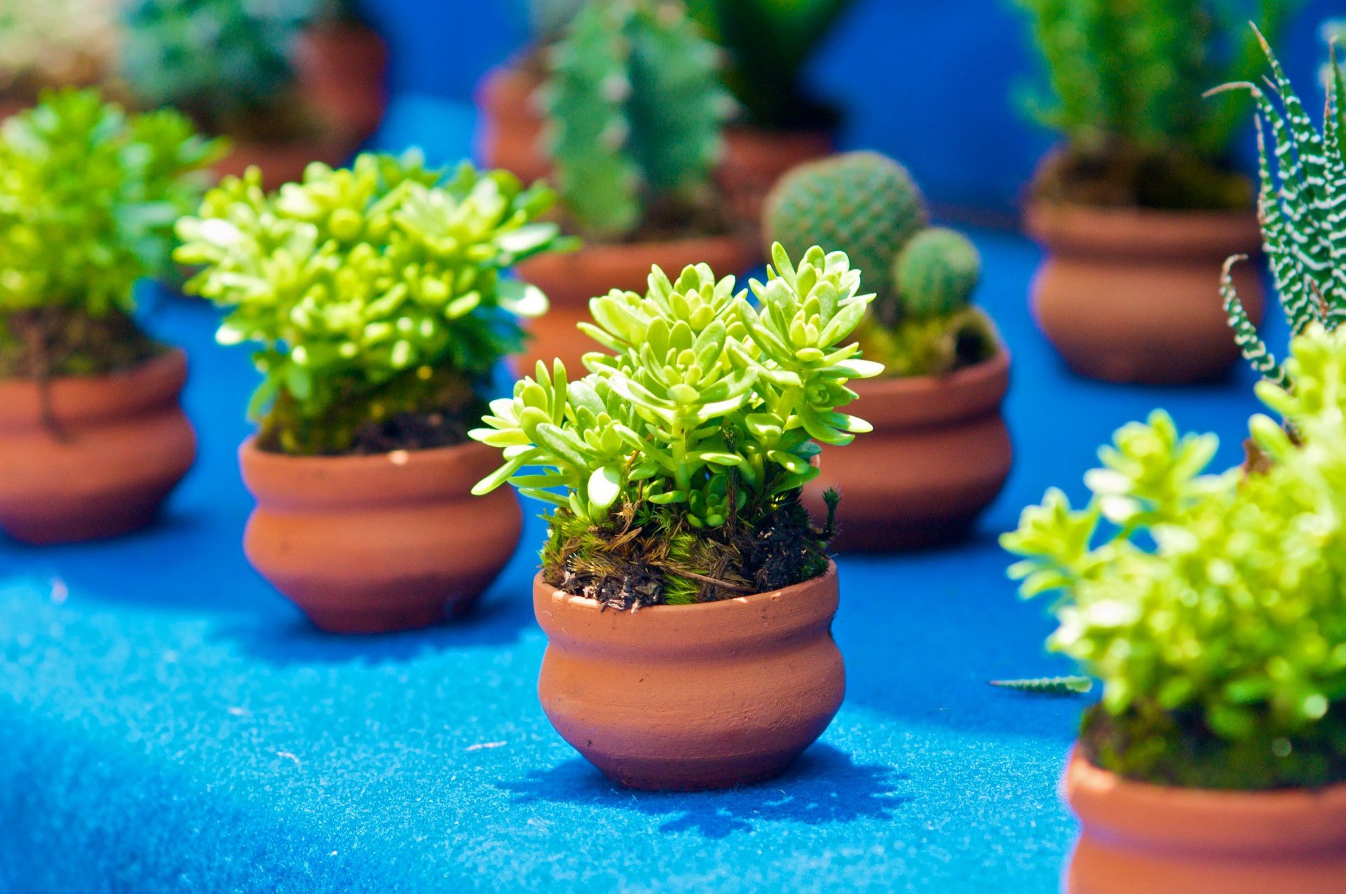 Little Green Plants For Sale